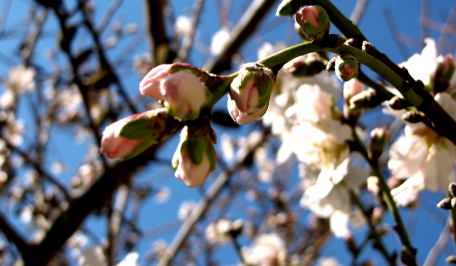 Цветы миндаля - символ весны в Израиле