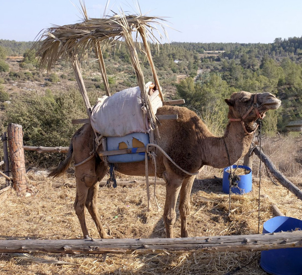 sukkah camel